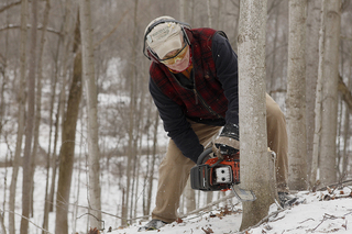 Carlic takes a short walk into the woods from his house and cuts down a tree, collecting selections of the trunk to begin growing Shiitake mushrooms.